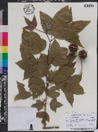 Liquidambar formosana image