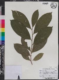 Image of Camellia crapnelliana