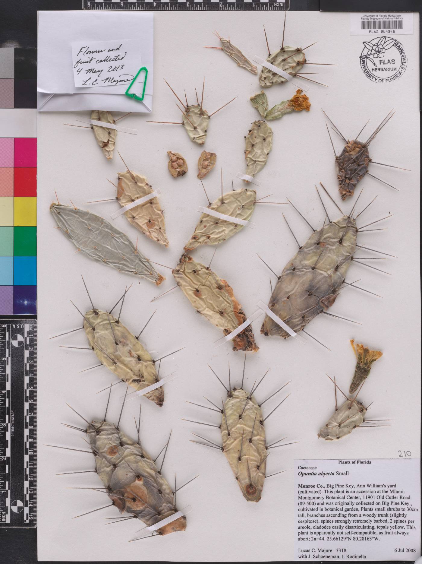 Opuntia triacantha image