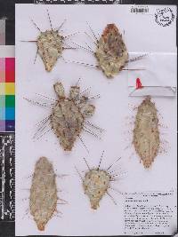 Opuntia austrina image