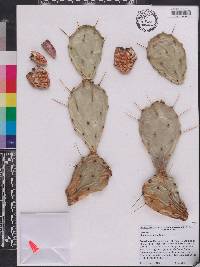 Opuntia austrina image