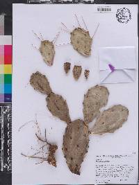 Opuntia lata image