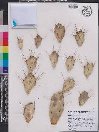 Opuntia lata image