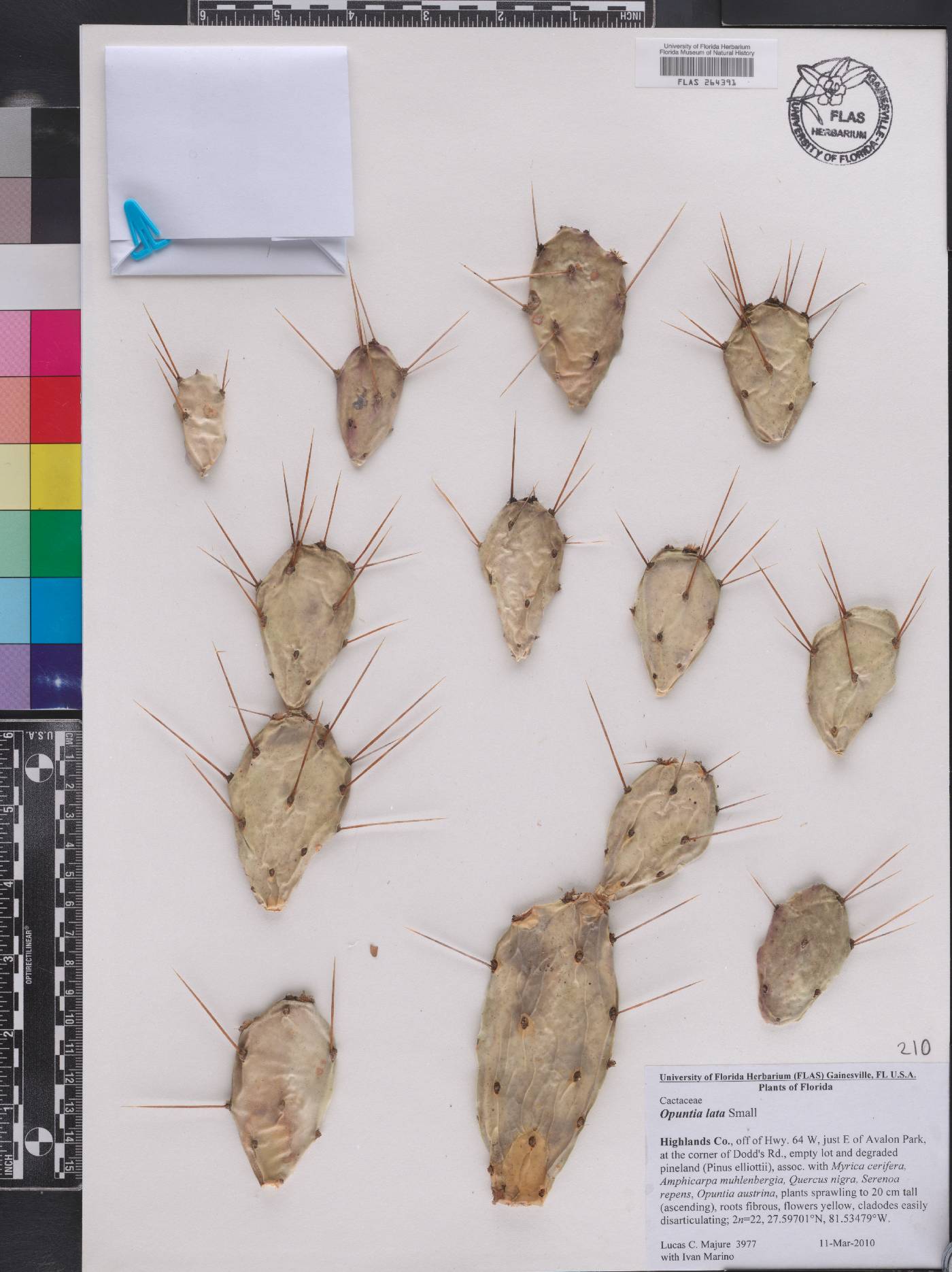 Opuntia lata image