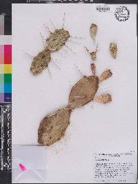 Opuntia lata image