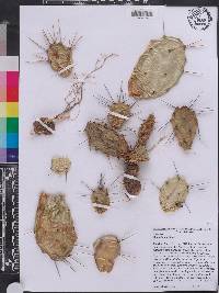 Opuntia lata image