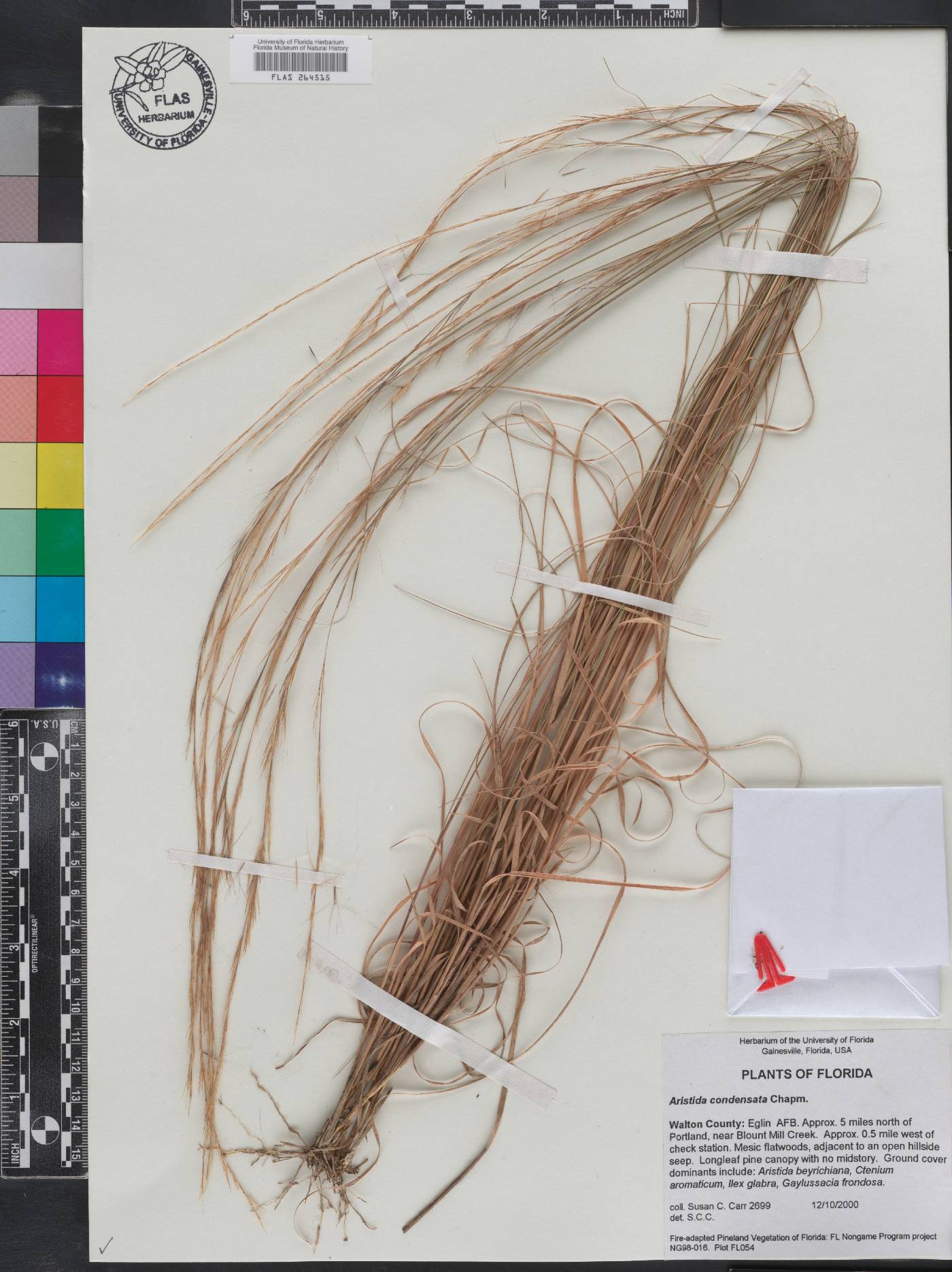 Aristida condensata image