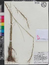 Aristida palustris image