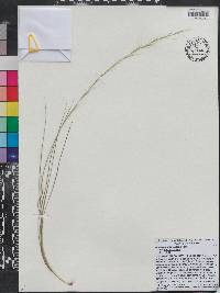 Aristida purpurascens image