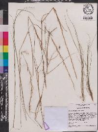 Aristida tenuispica image