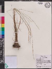 Aristida tenuispica image