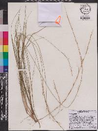 Aristida virgata image