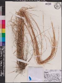 Aristida virgata image