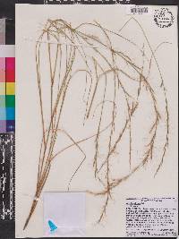 Aristida virgata image