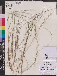 Aristida virgata image