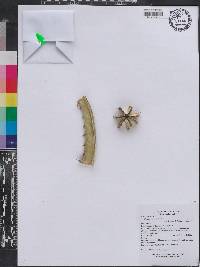 Cereus hankeanus image