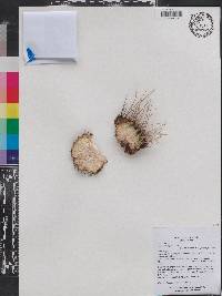 Echinopsis pentlandii image