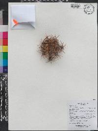 Echinopsis terscheckii image