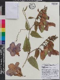 Thunbergia laurifolia image