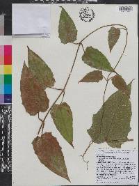 Thunbergia laurifolia image