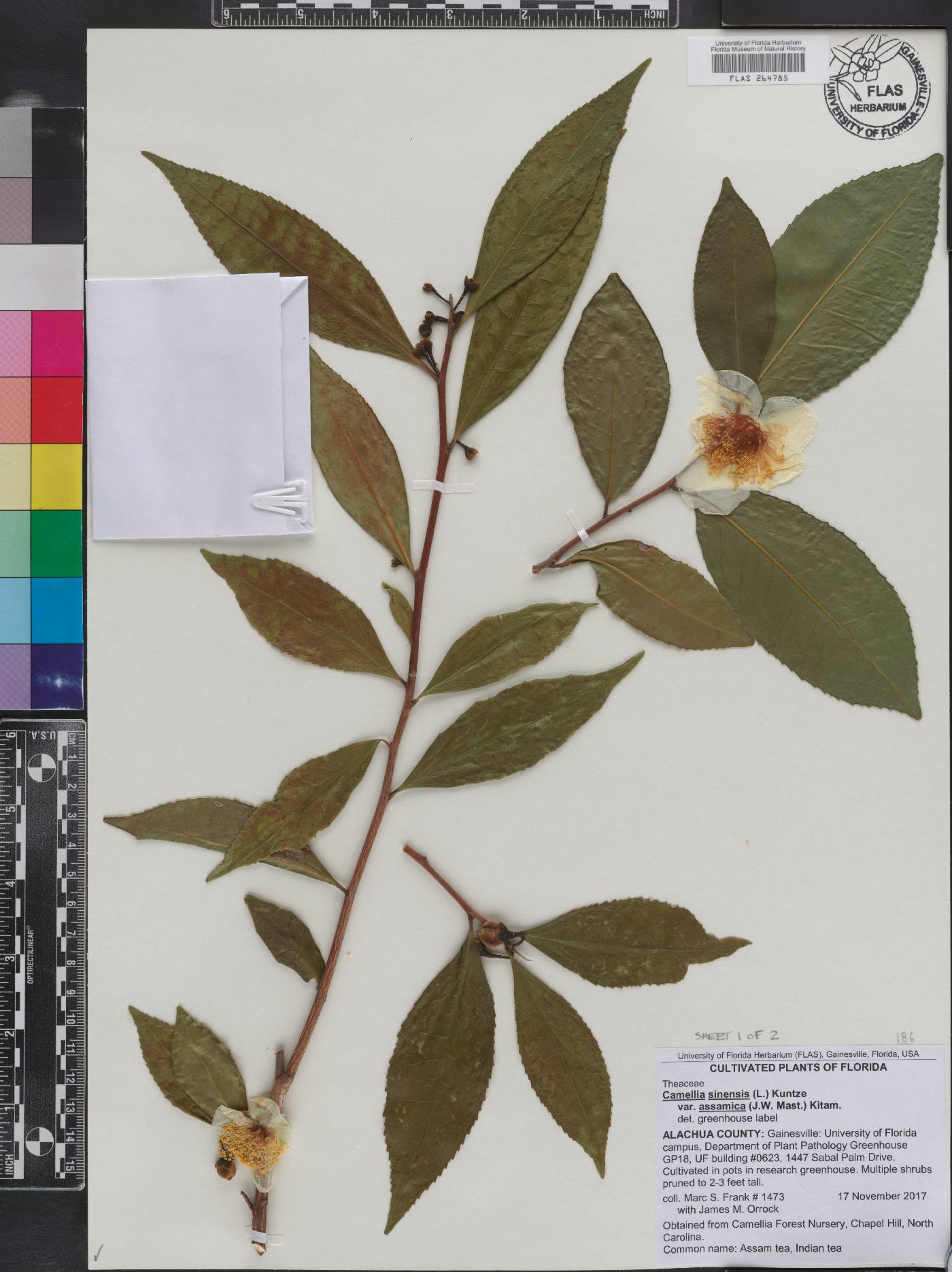 Camellia sinensis var. assamica image