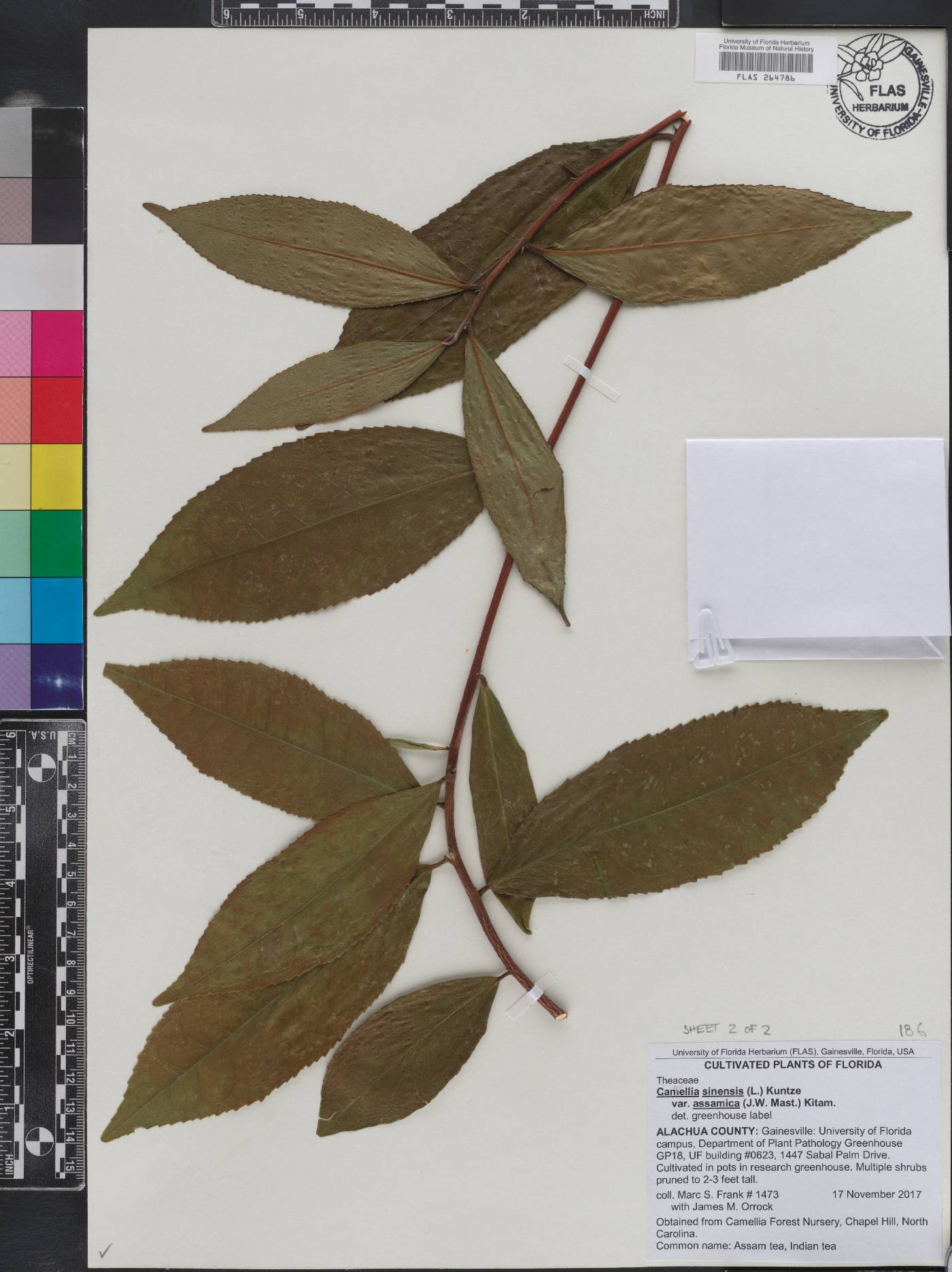 Camellia sinensis var. assamica image