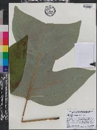 Liriodendron chinense image