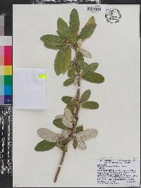 Croton alabamensis image