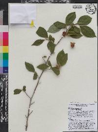 Stewartia malacodendron image