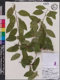 Berchemia scandens image