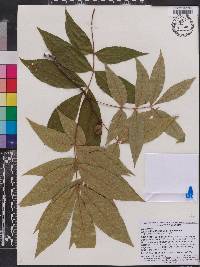 Carya pallida image