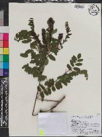 Indigofera hirsuta image