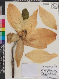 Magnolia macrophylla image