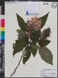 Justicia carnea image