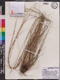 Aristida virgata image