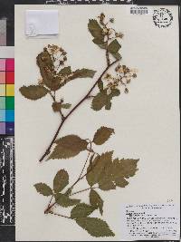 Rubus canadensis image