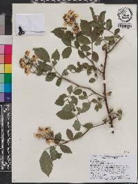 Rosa multiflora image