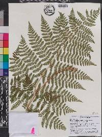 Dryopteris campyloptera image