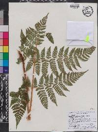 Dryopteris campyloptera image