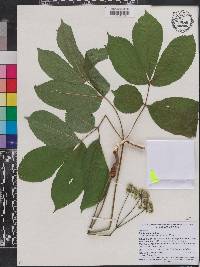 Aralia nudicaulis image