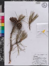 Pinus echinata image