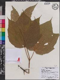 Acer pensylvanicum image