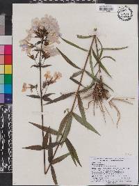 Phlox maculata image