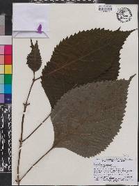 Collinsonia canadensis image