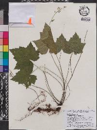 Heuchera villosa image