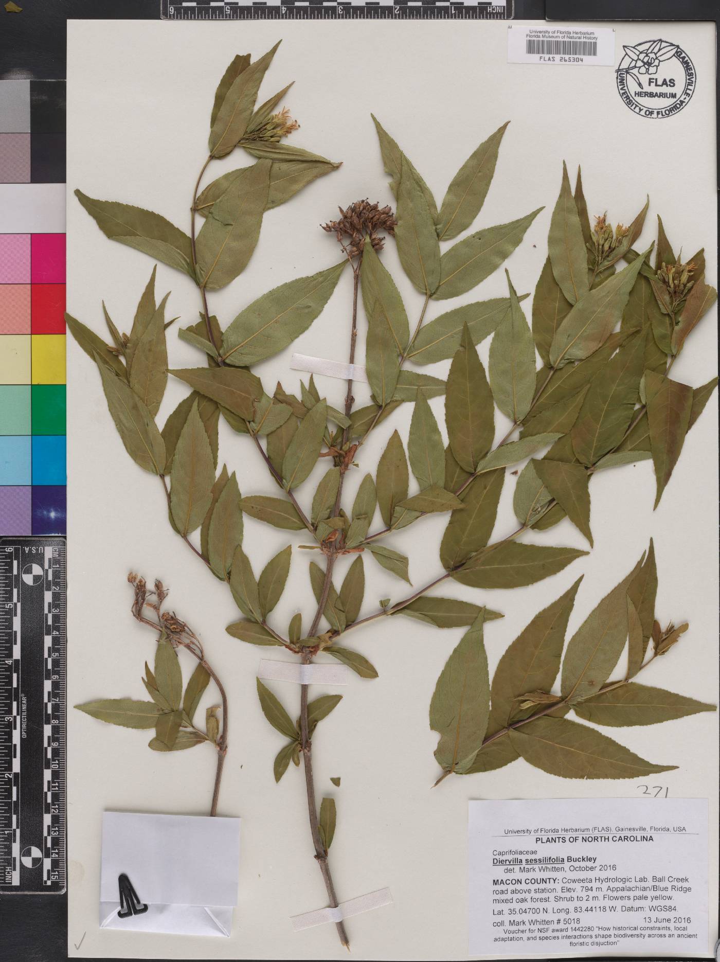 Diervilla sessilifolia image