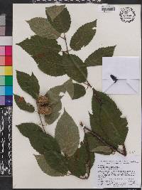 Betula alleghaniensis image