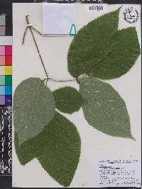 Aralia nudicaulis image