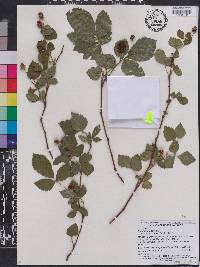 Rubus canadensis image