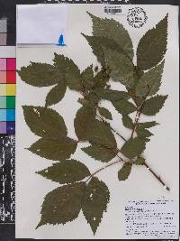 Rubus canadensis image